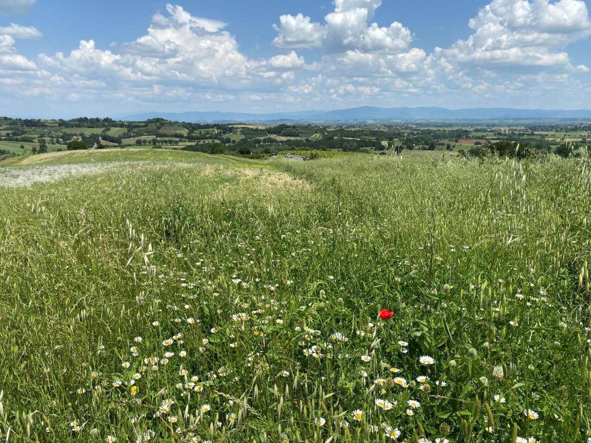 シエーナ Agriturismo La Collinaヴィラ エクステリア 写真